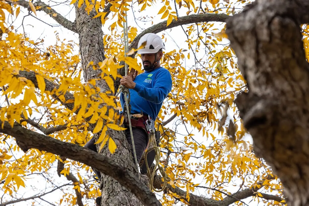 Skilled Storm Damage Cleanup crew working in Cameron